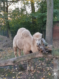 Camel stallion