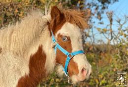 Timmy Welsh pony