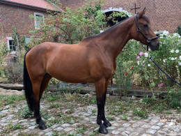 Frozen embryo For Pleasure x Calvaro x Emilion