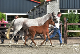 Corussia (+Deister) ☆☆